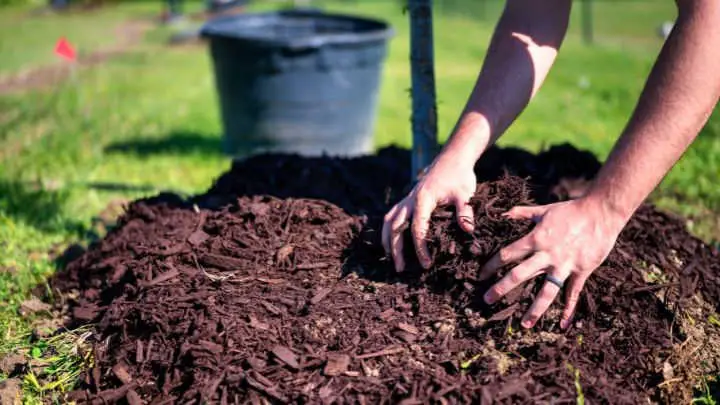 Add Depth to Your Yard with Black Mulch