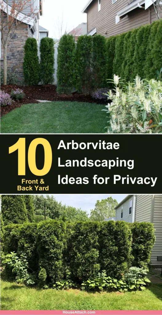 Arborvitae Landscaping Ideas for Privacy