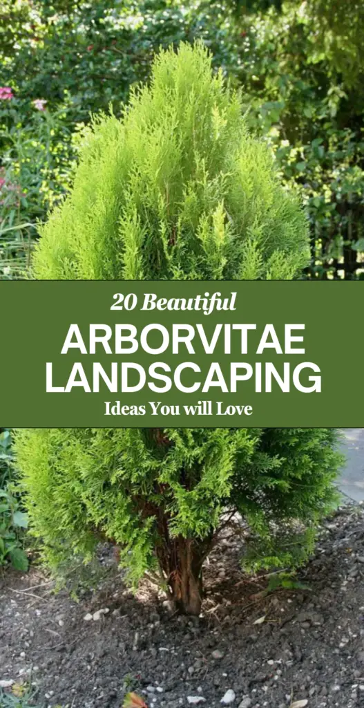 Arborvitae landscaping 2