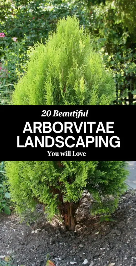 Arborvitae landscaping