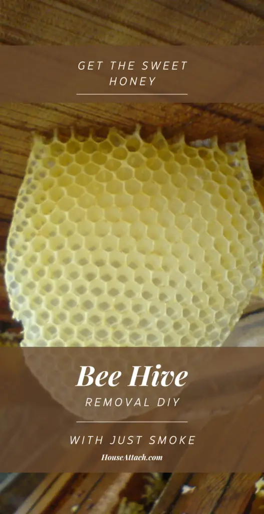 Bee hive removal