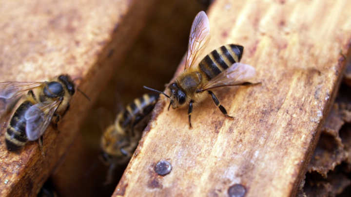 Bees Nest Removal Process FAQs