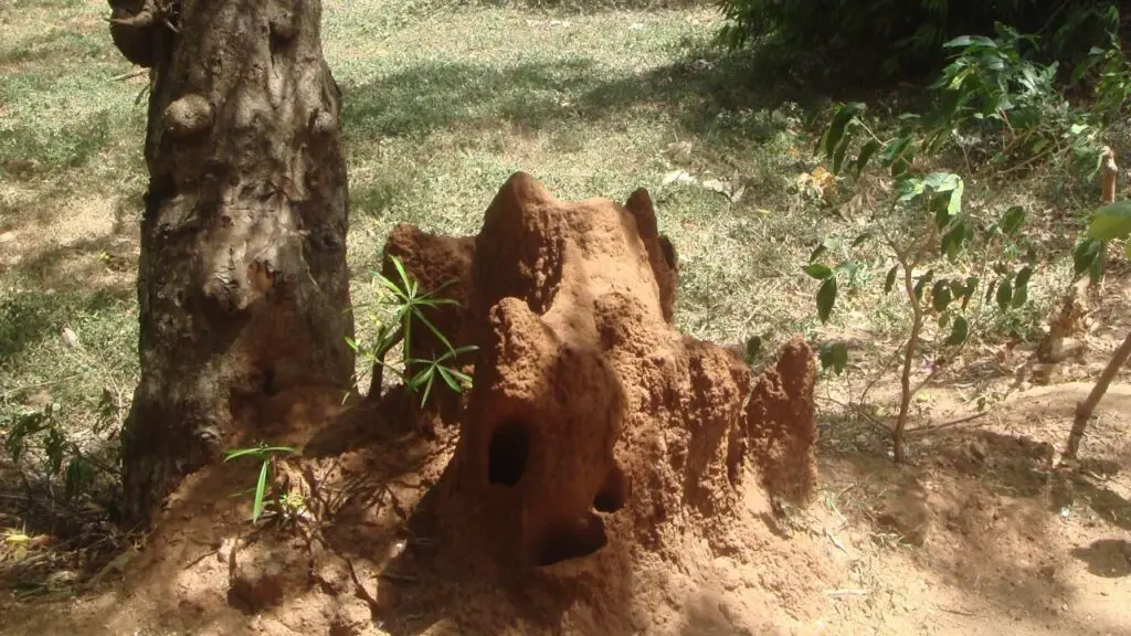 Behavior Difference in termites and ants