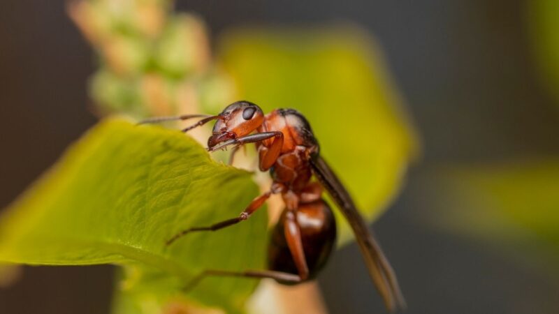 Red Flying Ants vs Termites (7 Differences with Pictures)