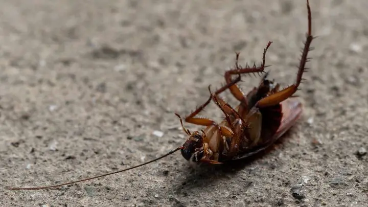 Buy a Roach Killer Product to kill ants