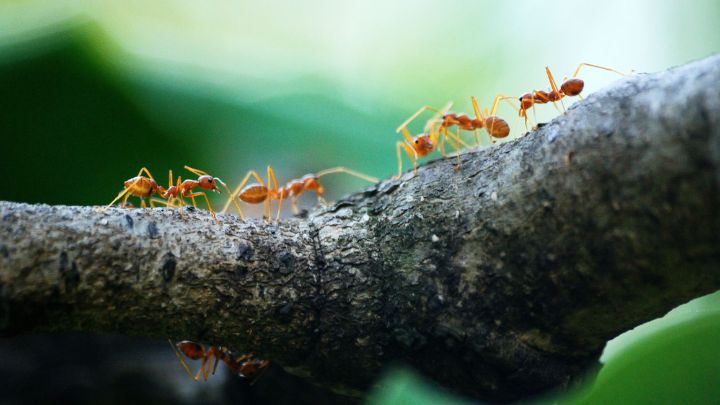 Destroy ant Nest Using Kerosene Oil