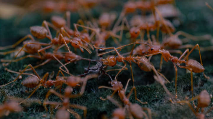 Flying Ant Removal FAQs