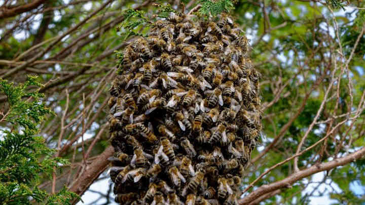 How to Get Rid of Honey Bees in a Big Tree