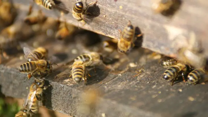 How to Get Rid of Ground Bees on the Yard