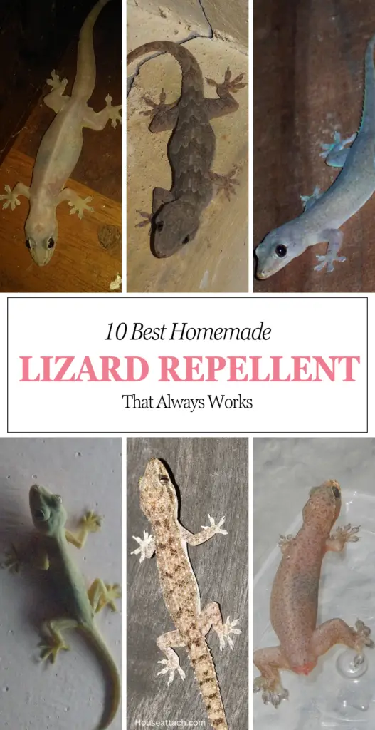 Homemade DIY lizard repellent