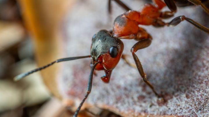 How Do You Get Rid of Sugar Ants Permanently