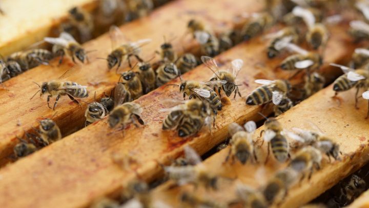 How to Get Rid of Bees Without Killing Them