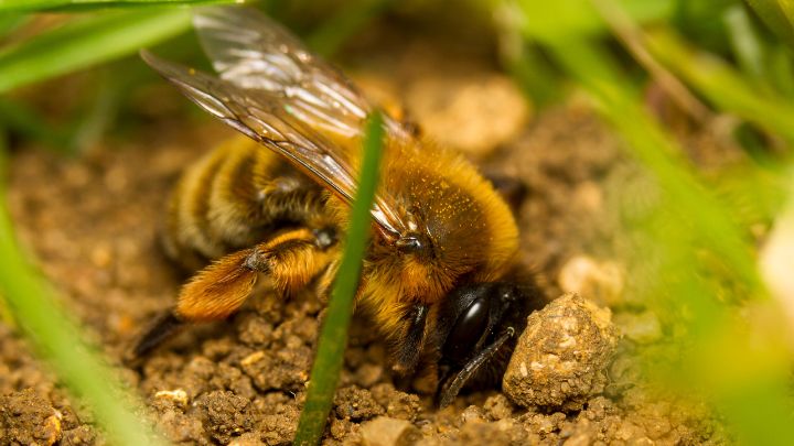 How to Get Rid of Bees on the Ground