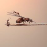 How to Get Rid of Flying Ants in House Naturally