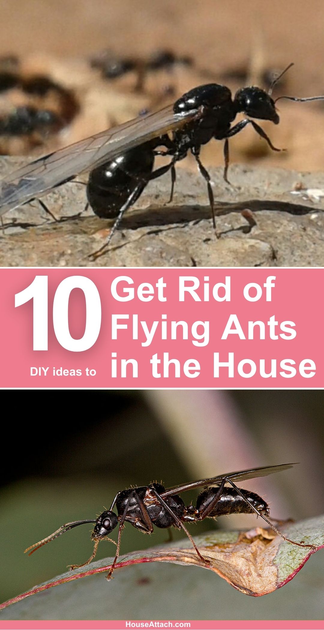 how to get rid of flying ants in your house