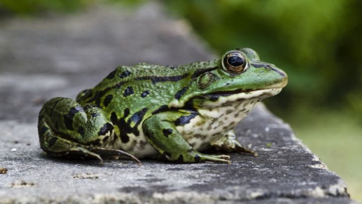 How to Get Rid of Frogs Around Your House