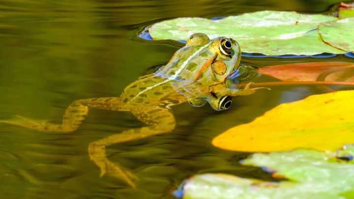 How to Get Rid of Frogs in Pond