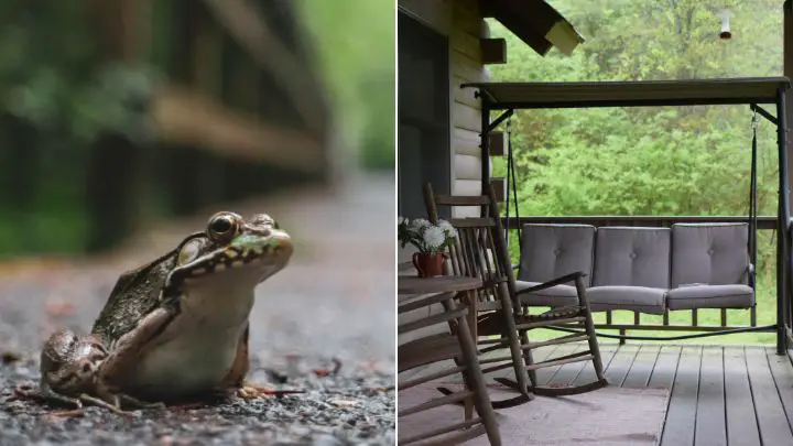 How to Get Rid of Frogs on Porch