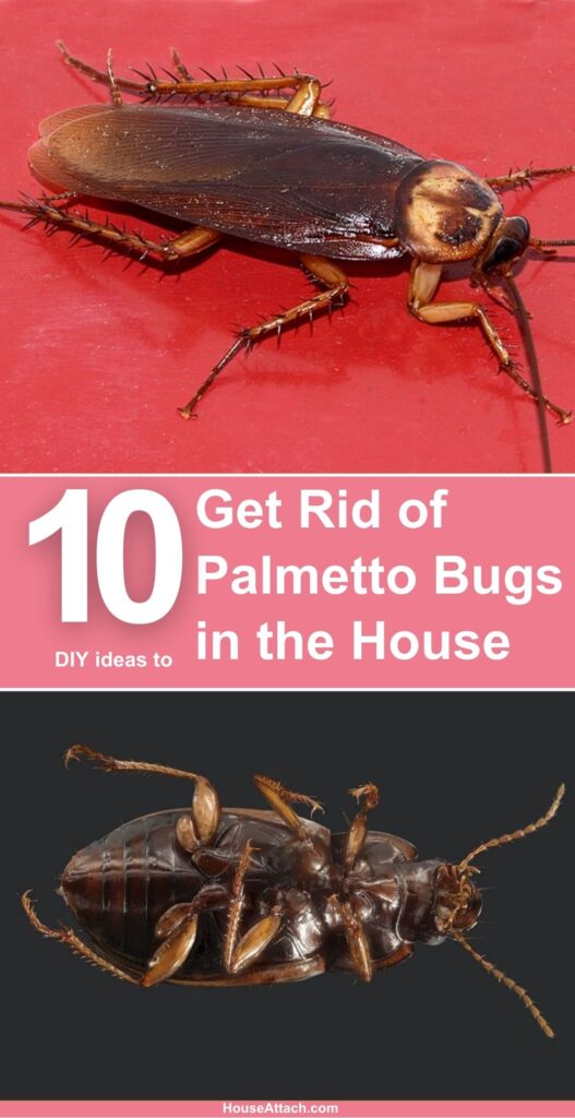 How to Get Rid of Palmetto Bugs in the House