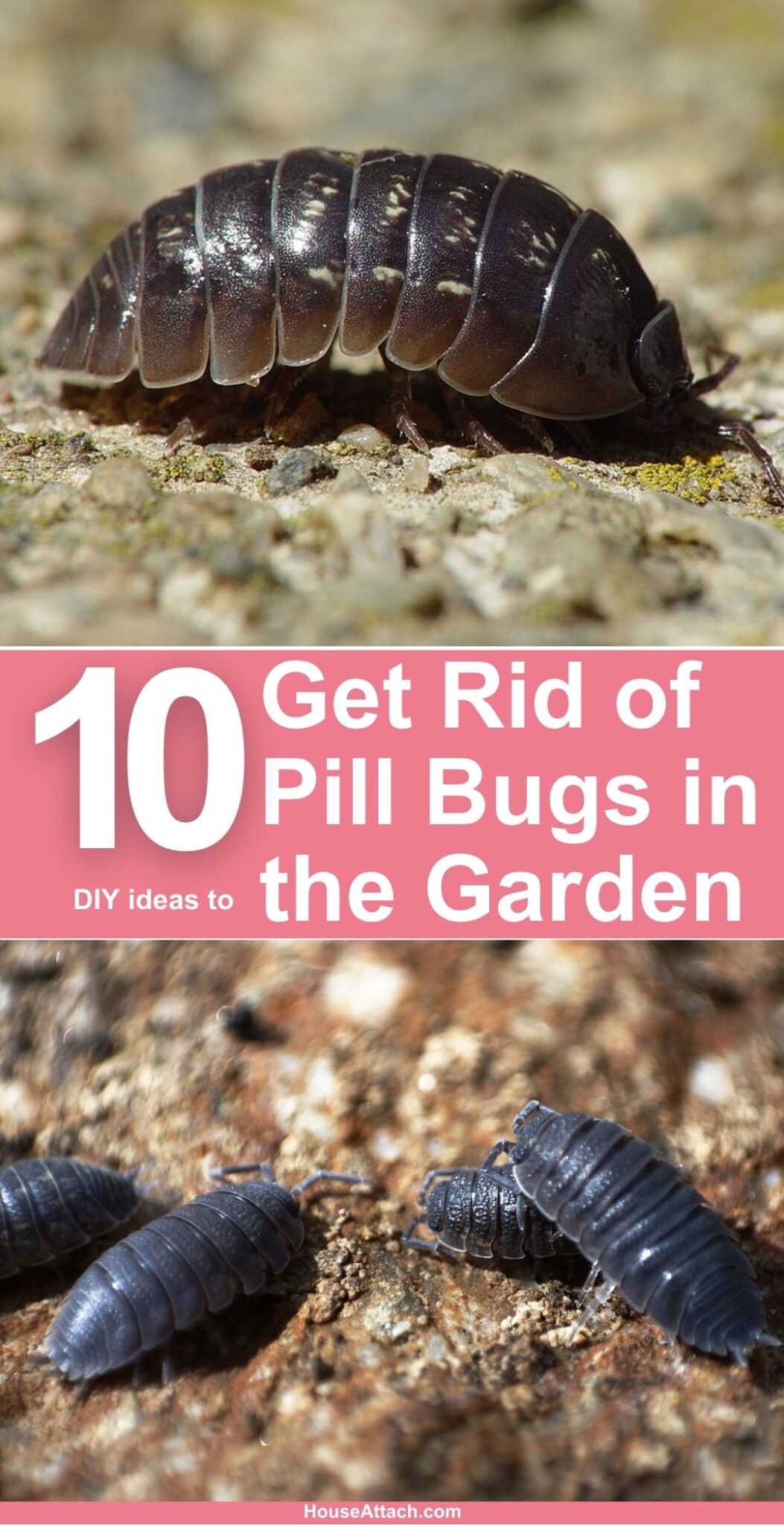 how-to-get-rid-of-pill-bugs-in-the-garden