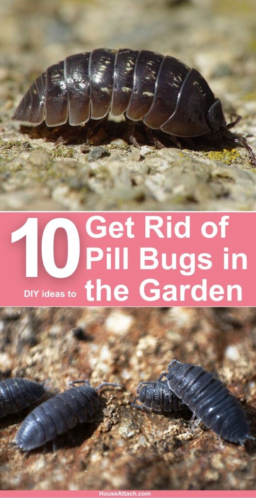 How to Get Rid of Pill Bugs in the Garden