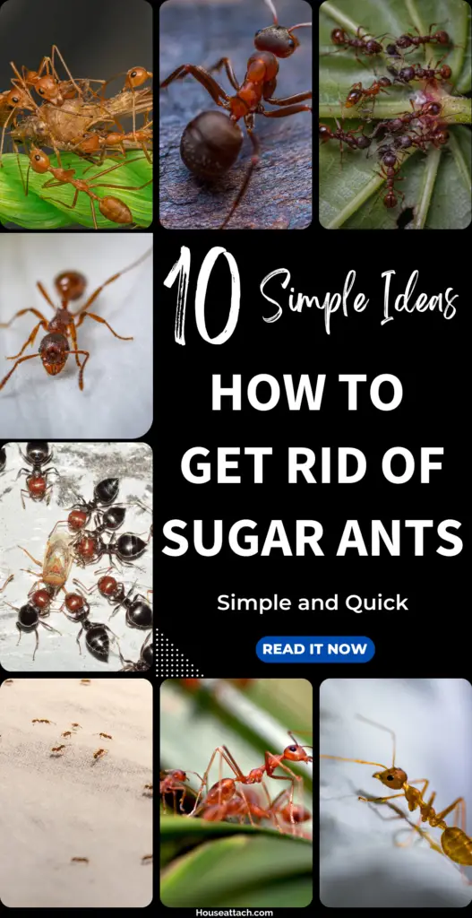 How to Get Rid of sugar ants