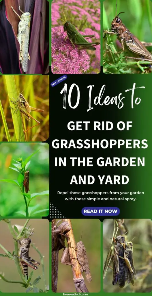 How to get rid of Grasshoppers in the garden and yard