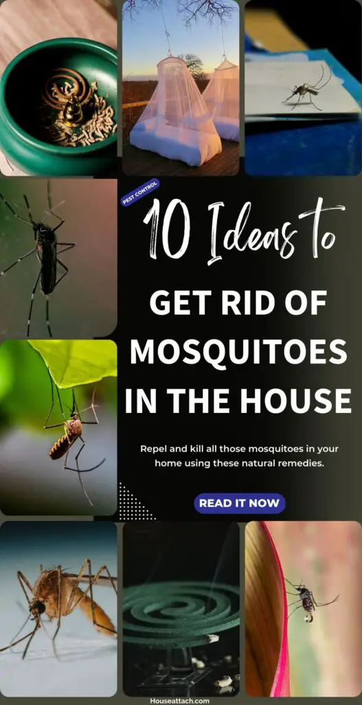 How to get rid of Mosquitoes in the house