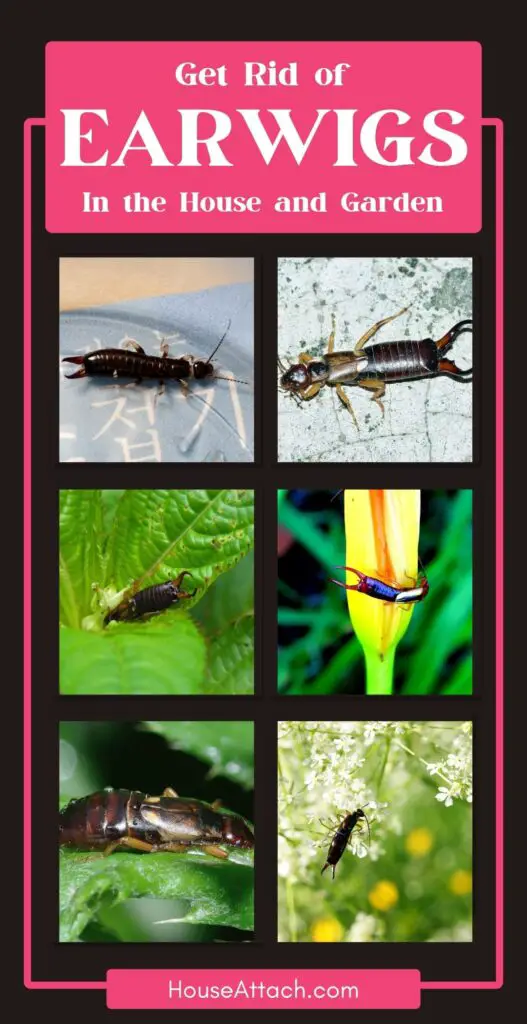 How to get rid of earwigs in the house and garden