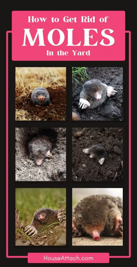 How to get rid of moles in the yard
