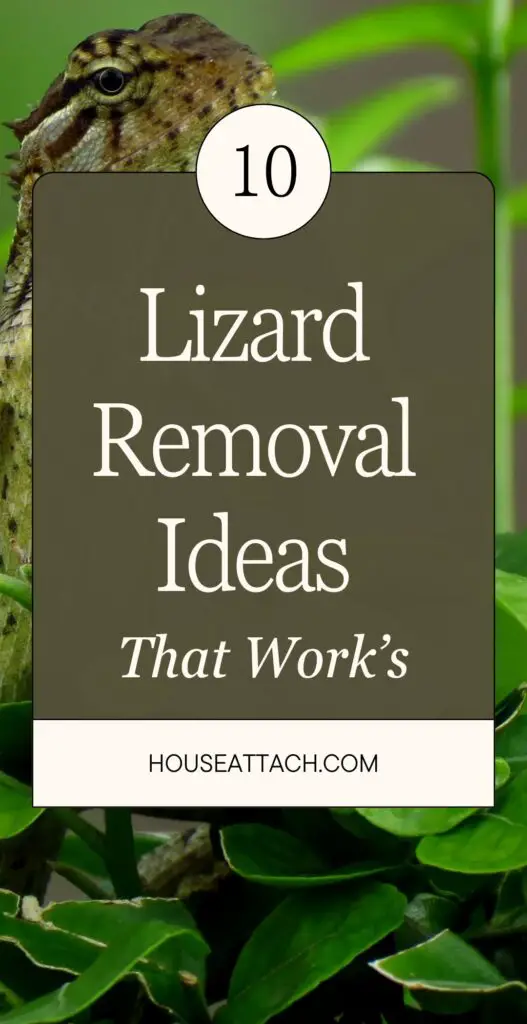 Lizard removal ideas