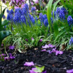 Make the Flowers Visible from a Distance with Black Mulch