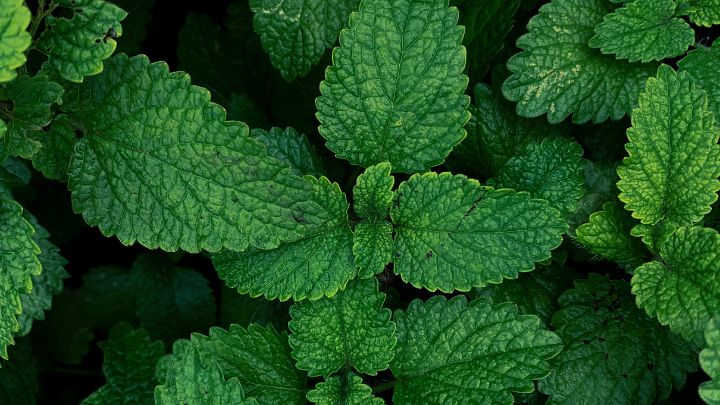 Mint Leaves to repel flying ants