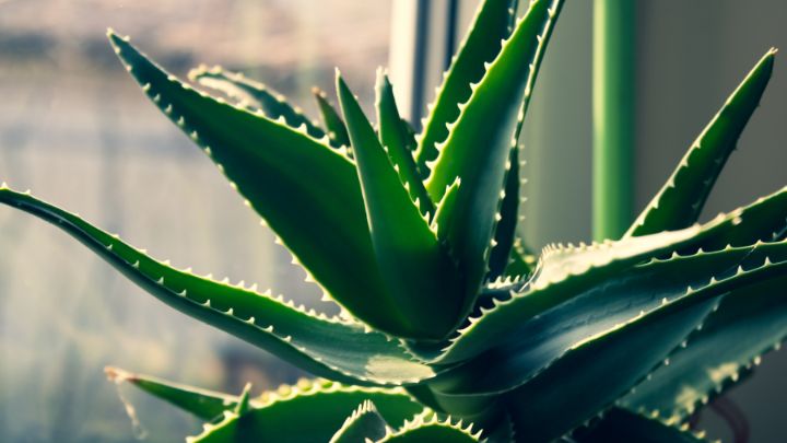 Plant Some Aloe Vera and Barrel Cactus