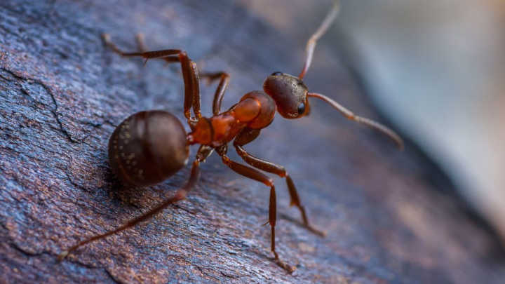 Sugar Ants Removal FAQs