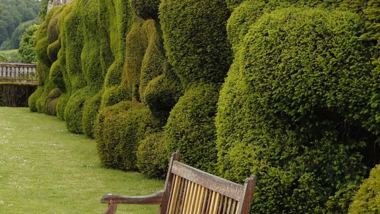 20 Creative Arborvitae Landscaping Ideas