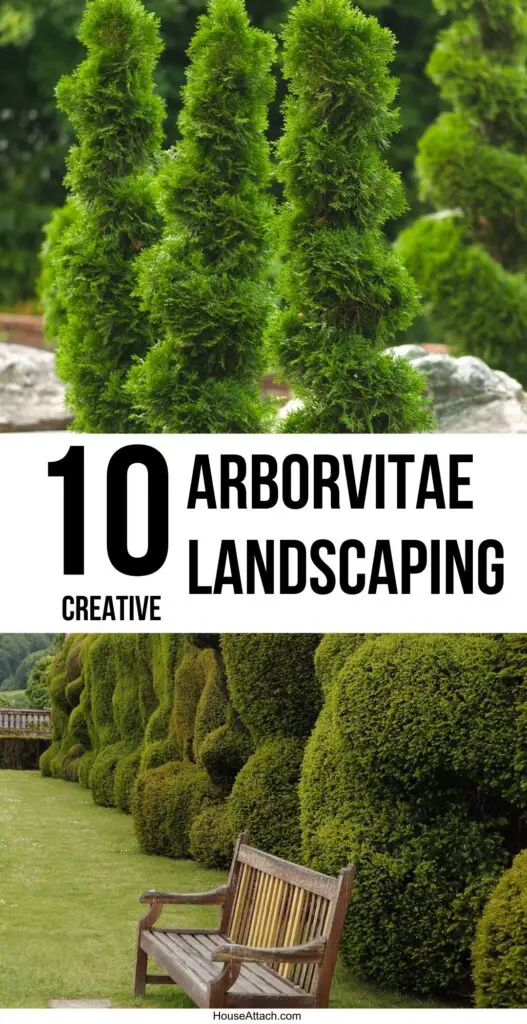 arborvitae landscaping