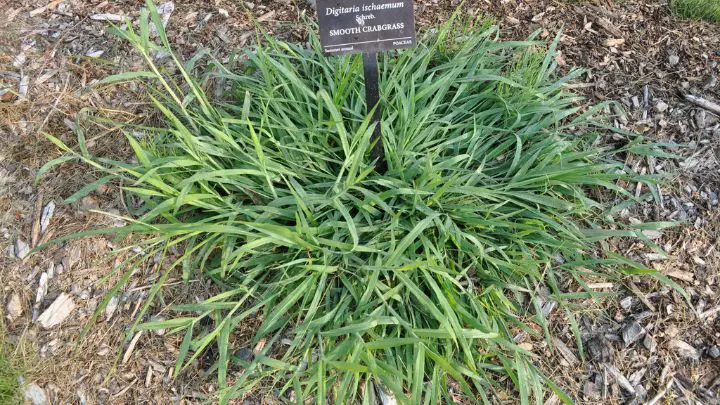 crabgrass and weed