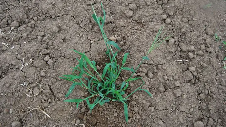 crabgrass in the filed