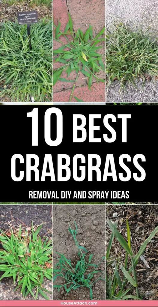 crabgrass removal DIY and Spray ideas