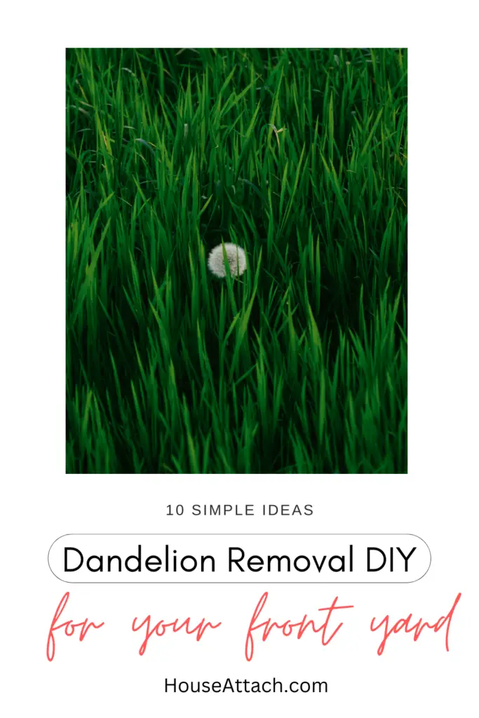 dandelion removal DIY
