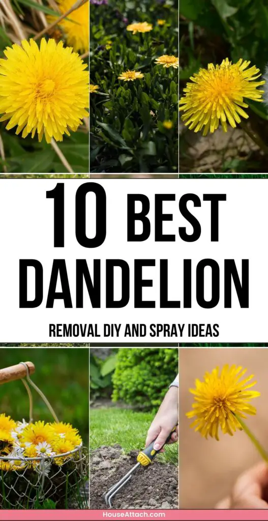 dandelion removal DIY and Spray ideas