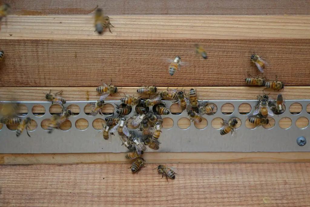 false bee hive