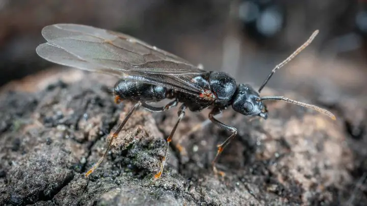 flying ants in house