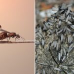 flying ants vs termites differences