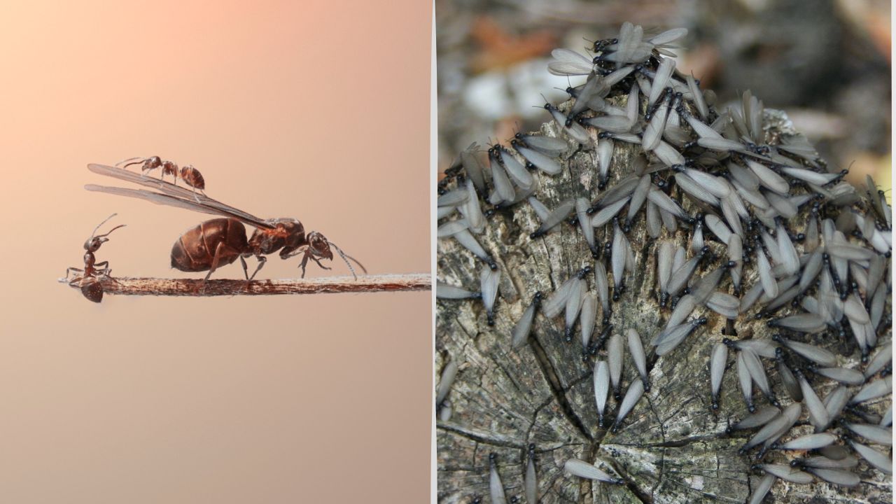 flying ants vs termites differences