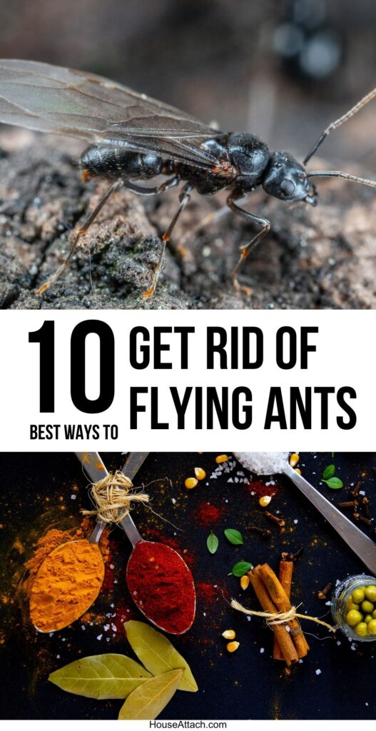 get rid of flying ants