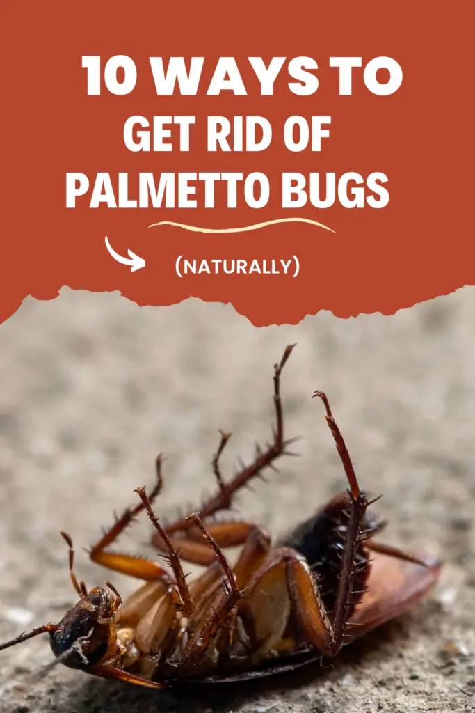 get rid of palmetto bugs