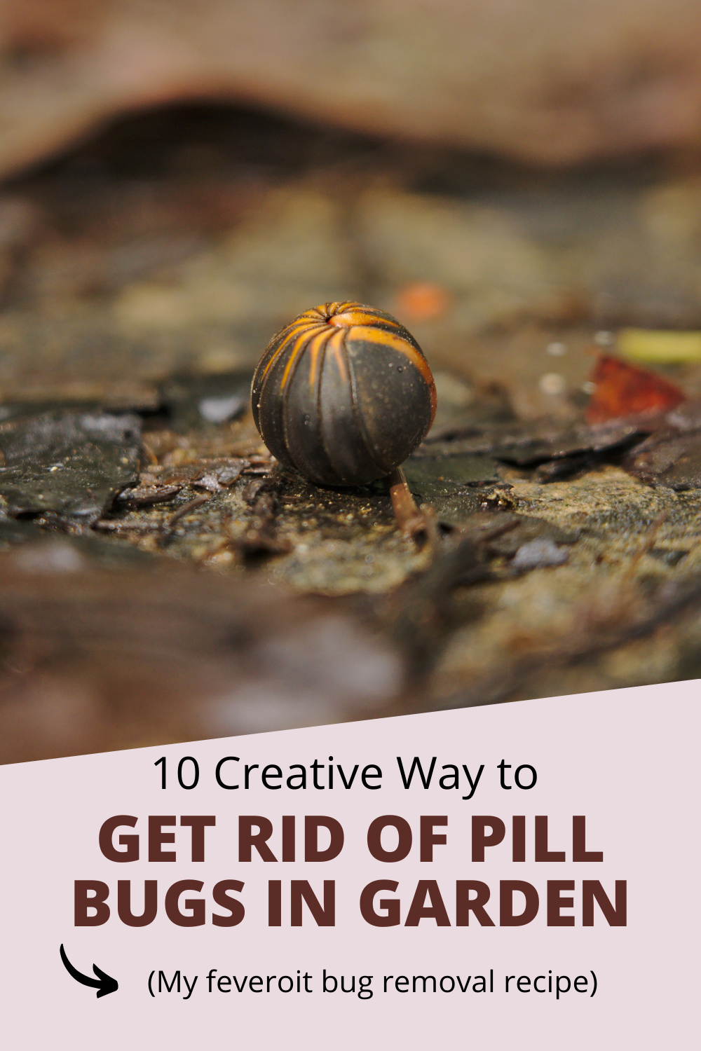 How To Get Rid Of Pill Bugs In The Garden