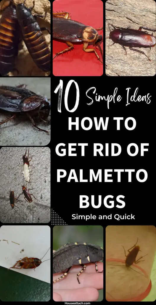 how to get rid of Palmetto Bugs